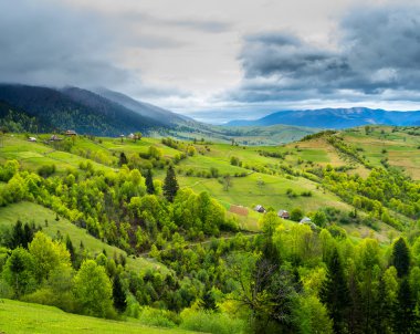 Orman ve dağ çayır