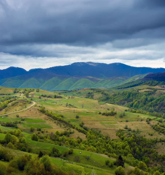 Forêt et prairie dans les montagnes . — Photo