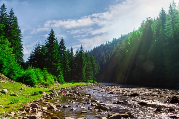 Mountain river in the forest with sunlight. — Stock Photo, Image