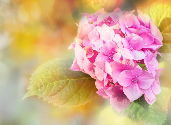 Hydrangea blomman. — Stockfoto