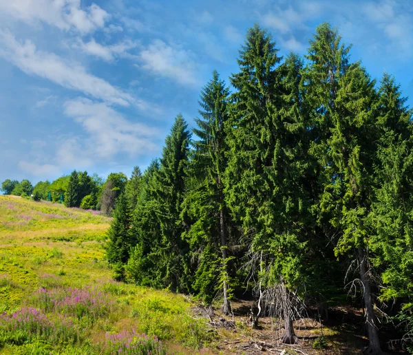 Lasu iglastego na zboczu góry. — Zdjęcie stockowe