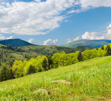 Çam ağaçları çayır ve orman yamaca yakın