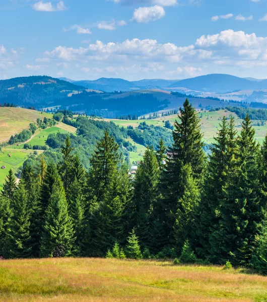 Foresta di conifere su una montagna . — Foto Stock