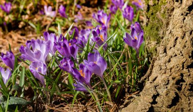Vahşi, yumuşak, mor timsah grubu güneş ışığı altında vahşi doğada çiçek açar..