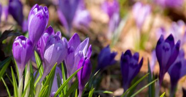 Parlak bahar güneşi altında açan vahşi mor timsahların bayrağı. Metin için yeri olan bulanık arkaplan.