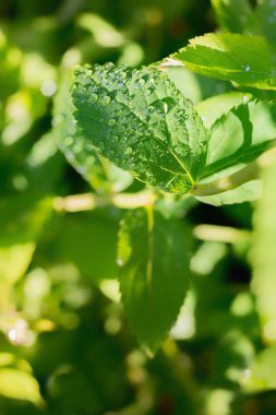 Üzerinde sabah çiği olan yeşil bir yaprak. Bulanık doğa arka planına sahip yumuşak odak.