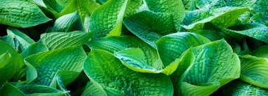 Su damlalı yeşil dulavrat yaprakları. Yatay pankart, duvar kağıdı, yaprak dokusu. Yağmurdan sonra yaprakların üzerindeki çiy tanesi.