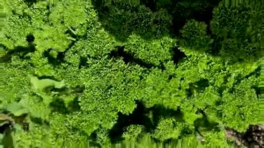 İrlanda 'daki bahçede maydanoz yetişiyor