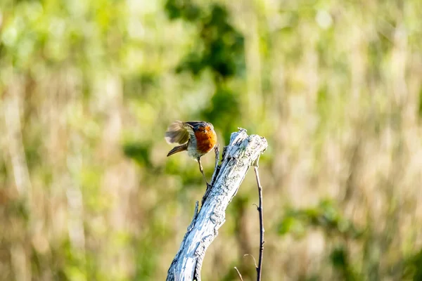 Kırmızı Robin, kırmızı göğüs kuşu İrlanda 'da bir bahçeyi ziyaret ediyor. — Stok fotoğraf
