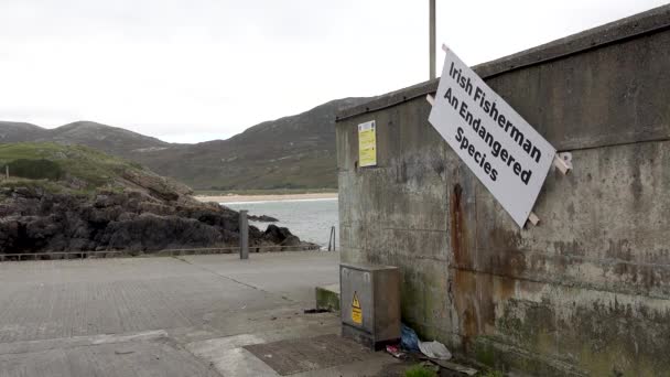 LENAN, IRELAND - 22 EYLÜL 2021: Rüzgarda sallanan İrlanda balıkçısı tehlike altındaki bir tür — Stok video