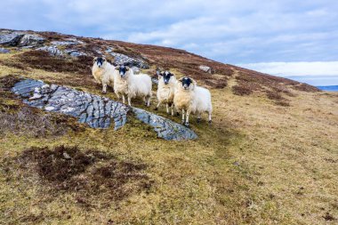 Donegal, İrlanda 'da Dawros sahilinde koyunlar.
