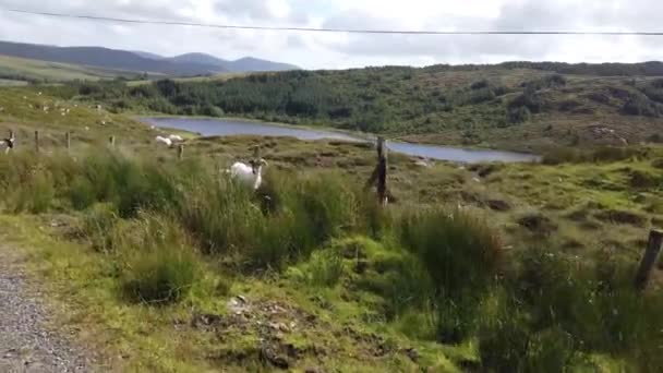 Ovelhas ao lado da rua na Irlanda. — Vídeo de Stock