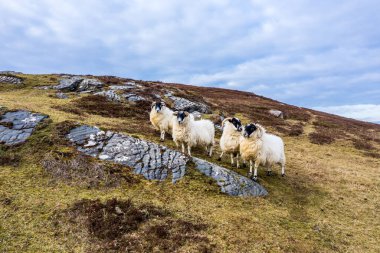 Donegal, İrlanda 'da Dawros sahilinde koyunlar.