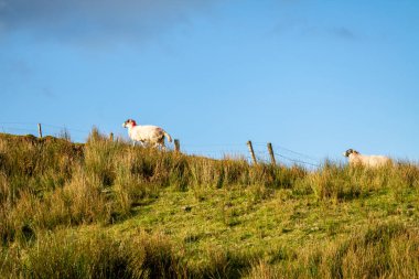 Tymeen ve Meenaguse arasında Donegal - İrlanda 'daki Bluestack dağlarında
