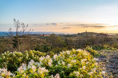 Donegal İlçesi 'nde Japon Knotweed çiçek açmış.