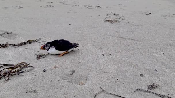 Atlantic Puffin a Portnoo Beach-en ragadt Donegal megyében, Írországban. Úgy 60 perccel később halt meg. — Stock videók