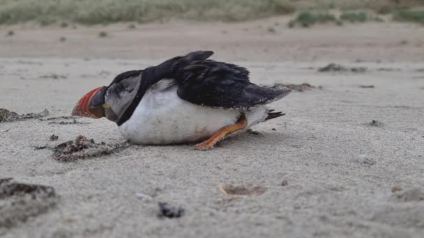 Atlantic Puffin strandde op Portnoo Beach in county Donegal - Ierland. Het overleed ongeveer 60 minuten later. — Stockvideo