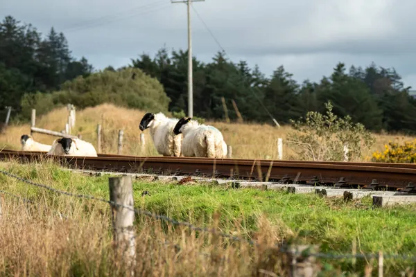 Группа овец отдыхает на железнодорожной линии в Финтауне - Ирландия — стоковое фото