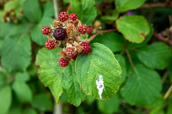 Bahçede kırmızı ve siyah olgun ahududu dalları — Stok fotoğraf