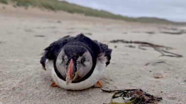 Donegal, İrlanda 'da Portnoo Sahili' nde ölmek üzere olan Atlantik Martıları karaya oturdu..