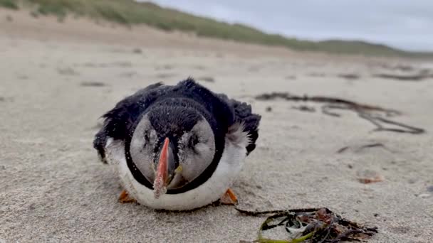 Dying Atlantic Puffin застрял на пляже Портну в графстве Донегал - Ирландия. — стоковое видео