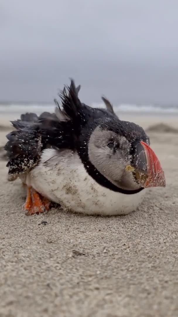 Puffin Atlántico moribundo varado en Portnoo Beach en el Condado de Donegal - Irlanda. — Vídeos de Stock