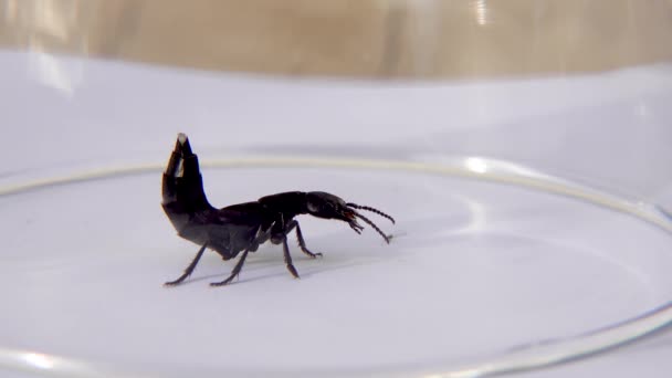 Devils coach horse beetle, Ocypus olens, in Ireland — Stock Video