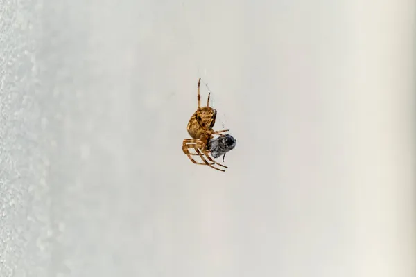 Cross Orb weaver spider eating prey in Ireland - View from the underside — Stock Photo, Image
