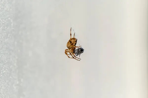 Kreuzkugelweberspinne frisst Beute in Irland - Blick von unten — Stockfoto