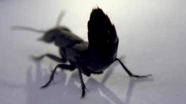 İrlanda 'da şeytan at arabası Ocypus olens.