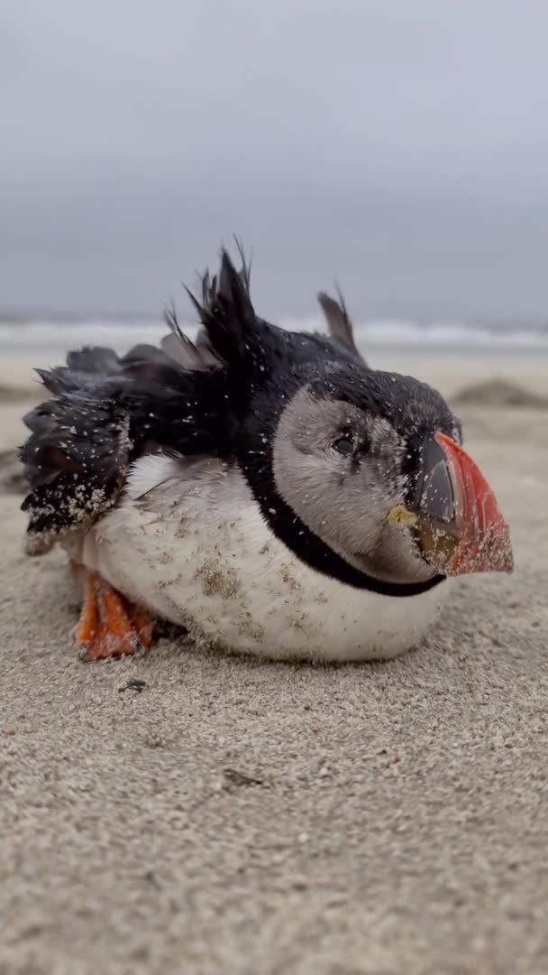 Dying Atlantic Puffin stranded on Portnoo Beach in County Donegal - Ireland. — Stock Video