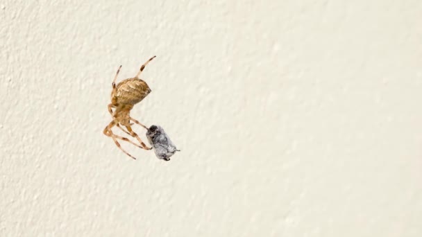 Cruz Orbe tejedor araña comer presa en Irlanda - Vista desde la parte inferior — Vídeos de Stock