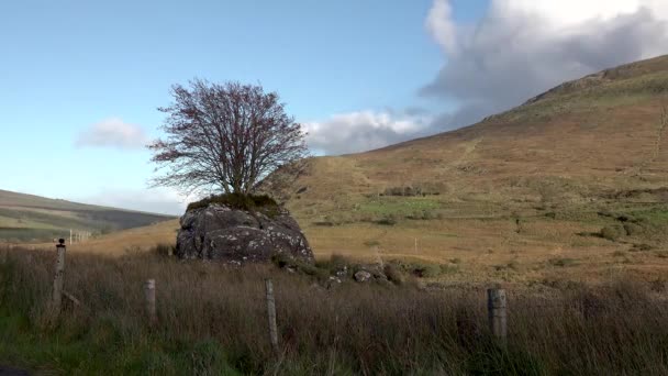 Árbol creciendo a través de una piedra en el Condado de Donegal - Irlanda — Vídeos de Stock