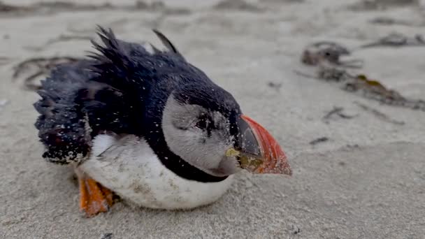Puffin Atlántico moribundo varado en Portnoo Beach en el Condado de Donegal - Irlanda. — Vídeos de Stock