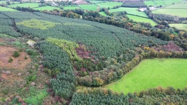 Luftaufnahme eines keltischen Kreuzes, das in einem Wald in der Grafschaft Donegal wächst - Irland — Stockvideo