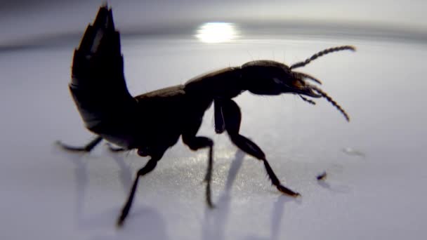 Devils coach horse beetle, Ocypus olens, in Ireland — стоковое видео
