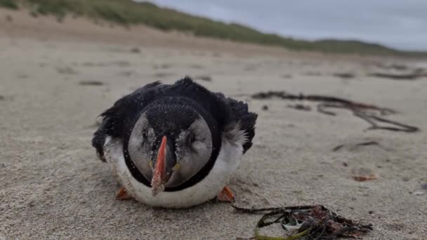 Umierający Atlantic Puffin utknął na plaży Portnoo w hrabstwie Donegal - Irlandia. — Wideo stockowe