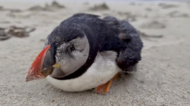 Dying Atlantic Puffin strandde op Portnoo Beach in county Donegal - Ierland. — Stockvideo