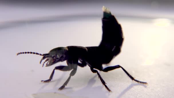 Devils coach horse beetle, Ocypus olens, na Irlanda — Vídeo de Stock