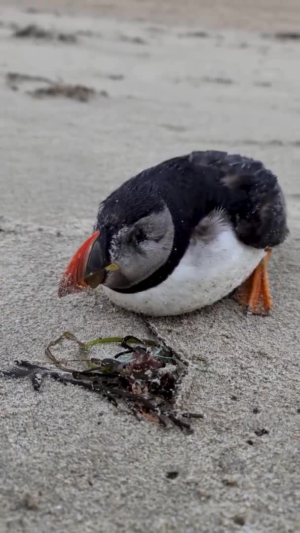 Puffin Atlántico moribundo varado en Portnoo Beach en el Condado de Donegal - Irlanda. — Vídeos de Stock