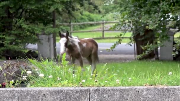 Paarden op bezoek in de tuin ion Ierland - Mare en pasgeboren baby paard — Stockvideo