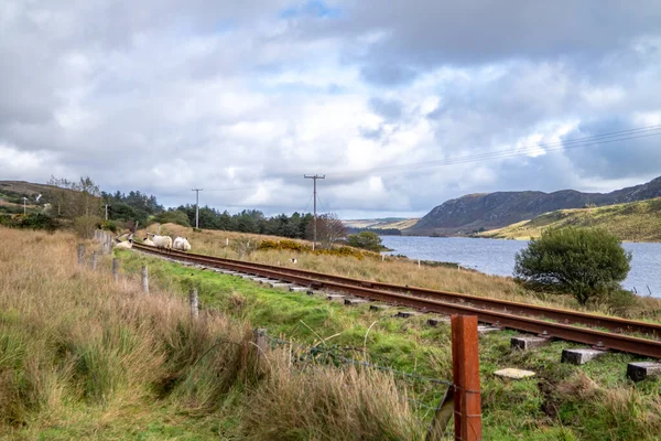 Ovejas en vías férreas junto a Lough Finn en Donegal- Irlanda — Foto de Stock