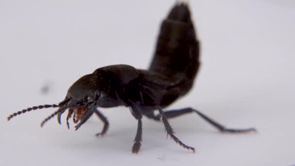 Devils coach horse beetle, Ocypus olens, na Irlanda — Vídeo de Stock