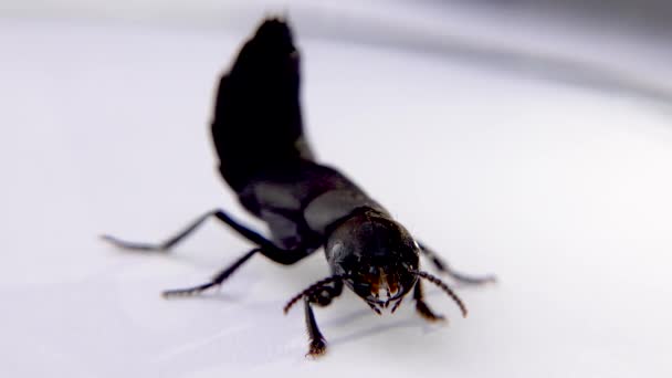 Devils coach horse beetle, Ocypus olens, na Irlanda — Vídeo de Stock