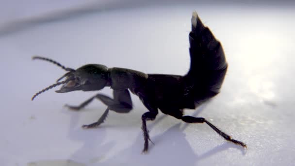 Devils coach horse beetle, Ocypus olens, na Irlanda — Vídeo de Stock