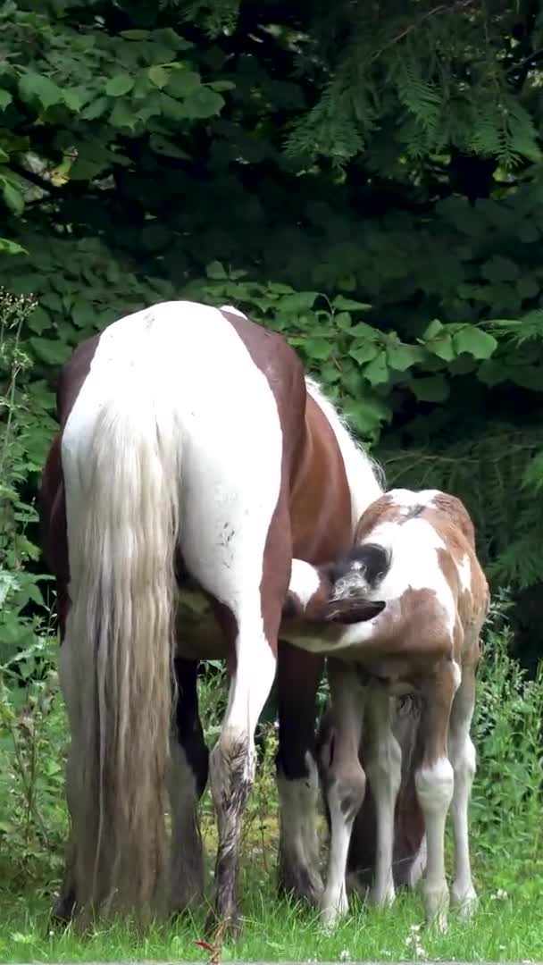 Paarden op bezoek in de tuin ion Ierland - Mare en pasgeboren baby paard — Stockvideo