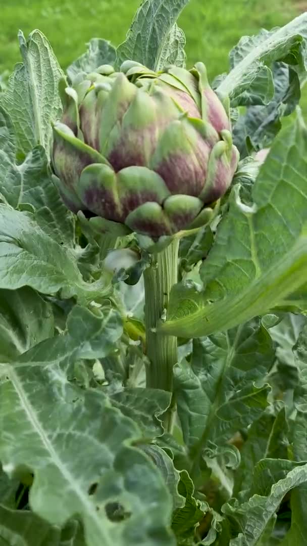 Vertical view of Artichokes growing in the field — Stock Video