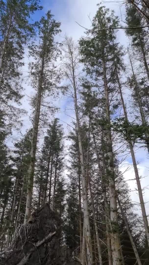 Árboles ondeando en el viento en un bosque en el Condado de Donegal - Irlanda — Vídeos de Stock