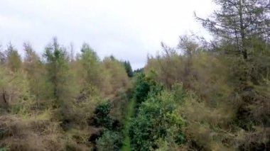Burt in County Donegal - İrlanda 'daki ormanın havadan görünüşü