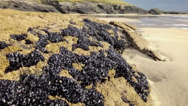 아일랜드의 해변에서 돌 위에서 자라는 홍합 — 비디오